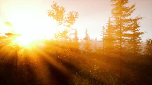 Sunlight Streaming Through the Dense Forest Trees
