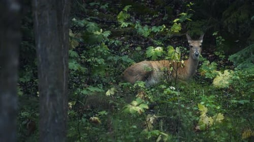 A deer lying on the ground between the pine trees in the forest