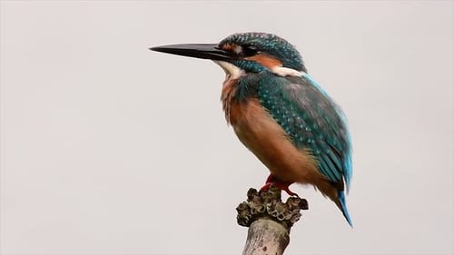 This Common Kingfisher was so friendly that it allowed me to come very close as I took this footage;