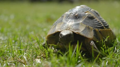 Tiefwinkelaufnahme einer kleinen Schildkröte, die durch das Gras läuft und frisst