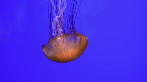 Jellyfish Pulsing Gracefully in Blue Water