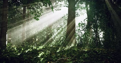 Sunlight Filters Through Trees in a Lush Green Forest During Early Morning