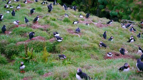 Iceland Puffin Colony Grassy Slope Play and Rest Summer.