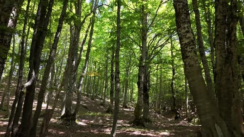 Zauberwald mit leuchtend grünen Blättern im warmen Sonnenlicht eines ruhigen Frühlingstages