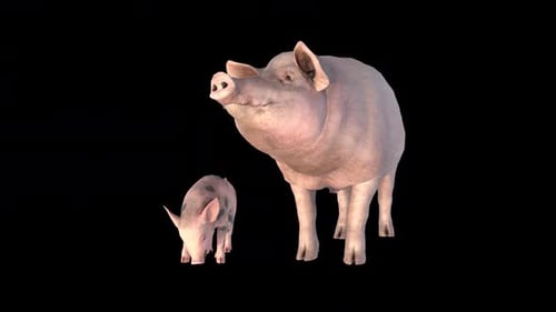 Animated Pig and Piglet Sniffing and Looking Loop