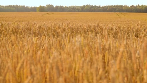 Natur-, Sommer-, Ernte- und Landwirtschaftskonzept - Getreidefeld mit reifen Weizenährchen