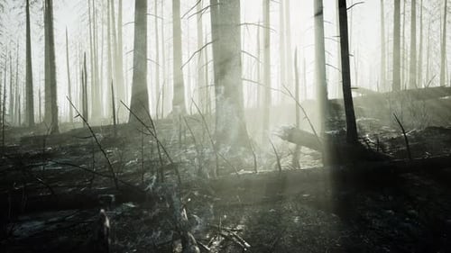 A Burned Forest with Charred Trees Standing Tall in a Desolate Landscape
