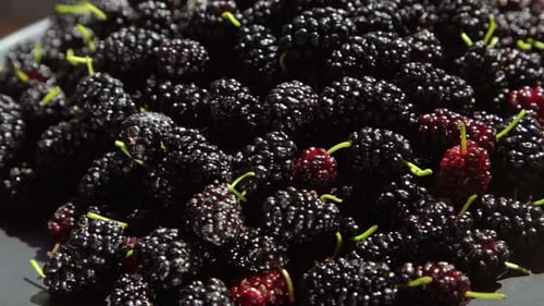 Morera en un bol Cosecha de moras en verano Fruit Food Antecedentes