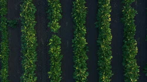 vegetable field top view, green beds