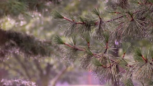 Rain Droplets Glisten on Pine Needles in a Tranquil Forest Setting During Early Morning