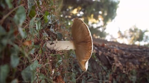 White Mushroom in the Forest Against the Background of Green Vegetation