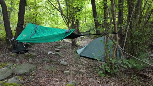 Peaceful Forest Camping Setup with Hammock and Tents Among Trees