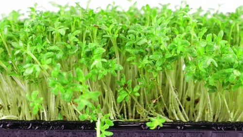 Watering microgreens garden cress seedling with small drops of water. Slow motion.