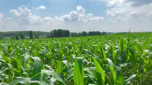 green and fresh young corn farm