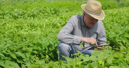 A farmer in his personal vegetable garden checks with tablet that vegetables are growing in a heal