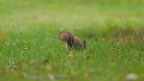 Squirrel Looks for Food in Green Grass of Lawn in Park