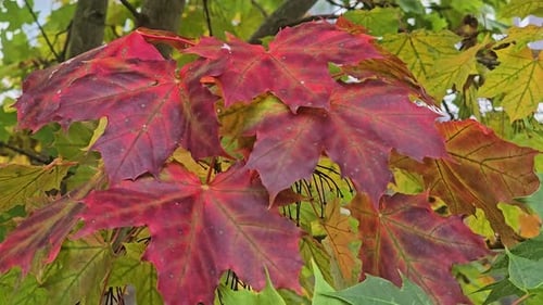 Strong wind moves colorful and red maple leaves – bright autumn foliage scene