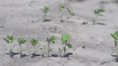 Small Green Plants Growing in Field