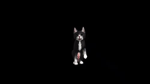 Verhalten einer schwarzen Katze Front Angle 3