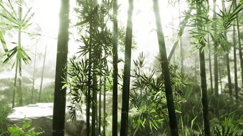 Reflective Tea Garden with Soft Shadows and Aged Stones Creates Calmness