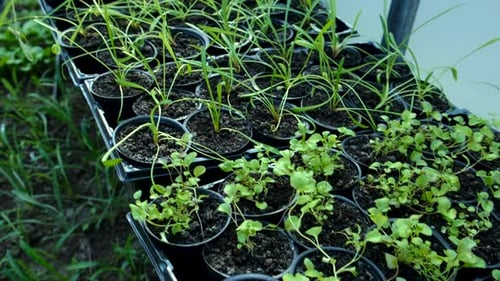 Seedlings of Garden Plants in a Greenhouse