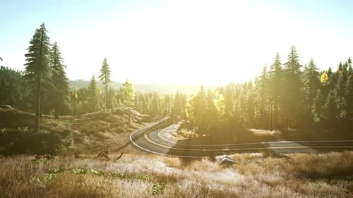 An Empty Road Winding Through a Serene Forest at Sunset