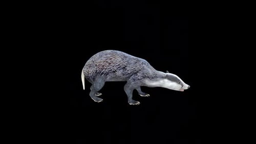 Badger Bite Attack 2
