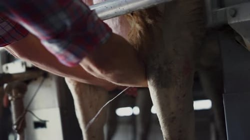 Un fermier met une vache à traire dans une installation technologique moderne en direct, gros plan. Professionnel