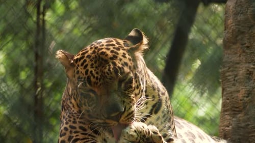 Vorderansicht eines sitzenden Leoparden