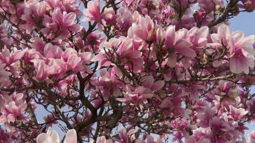 Spring flowers in bloom.
Mature Magnolia tree in full bloom.
Beautiful flowers.