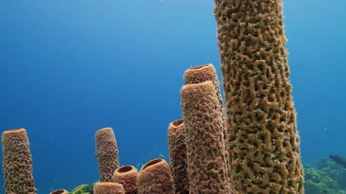 A close-up shot of a Caribbean tube sponge.