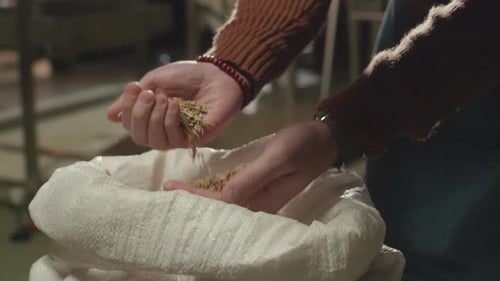 Mestre em cervejaria examinando sementes de cevada