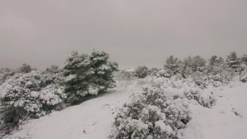 Snowy Trees on Overcast Winter Day