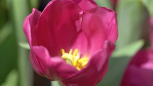 Close view tulip flower. Macro view inside red tulip flower.