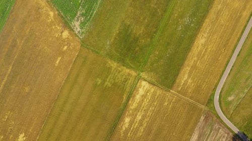Vista aérea de campos verdes antes de la cosecha en verano. Antena de carretera