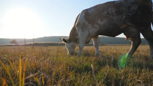 Cow Eating Fresh Green Grass at Lawn Cattle Grazing on Pasture Beautiful Landscape of Countryside