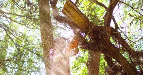Arborist Cutting Thick Branch with Chainsaw in Forest