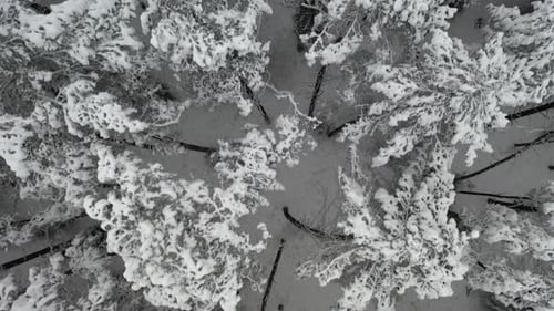 LUFTBILD: Aufnahme einer Drohne von oben nach unten, die im Winter in der Wildnis über den Wald hebt