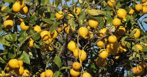 Lemon fruits on tree, Southern France, Occitania, France