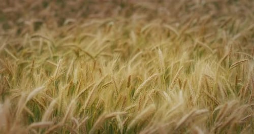 Close up of golden wheat grain field used for biological and ecological natural cereal farming and