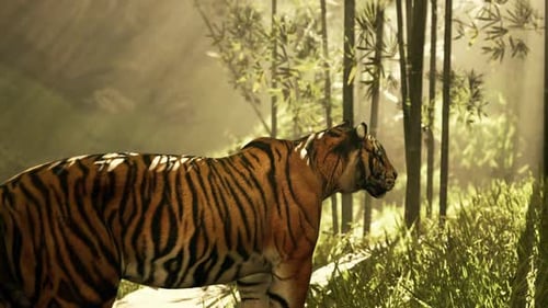With the Sun Shining Down a Mammoth Bengal Tiger Hunts for Its Next Meal