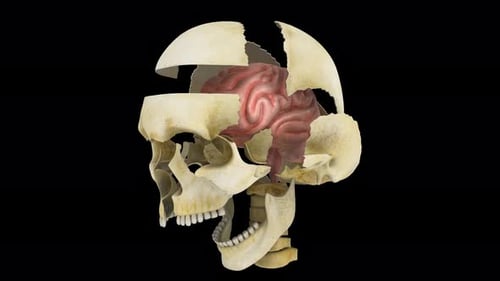 Animated 3D Human Skull Disassembly Revealing Brain