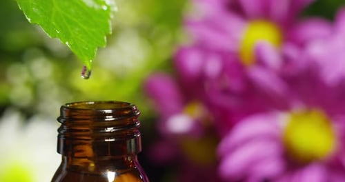 blend of essential oils with water drops, scents and aromas in aromatherapy for wellness and spa.
r