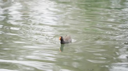 Vögel schwimmen im See 4