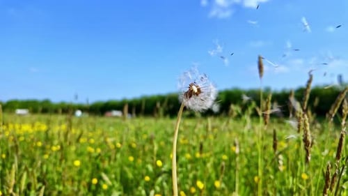 Geblagene und schwimmende Löwenzahnsamen im Wind über einer sonnigen Wildblumenwiese.