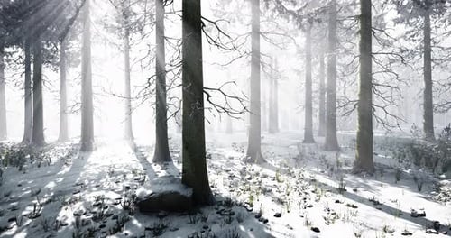 Snow Covered Forest with Sunlight Filtering Through Tall Trees in Winter