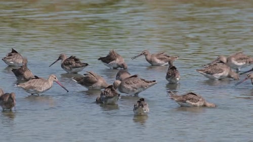 All busy foraging for food at a swampy area, Black-tailed Godwit Limosa limosa, Thailand