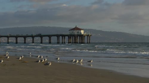 Seagulls on Beach at Sunset Tracking