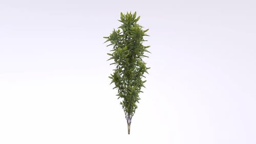 Tiny Weed 3d object rotating loop