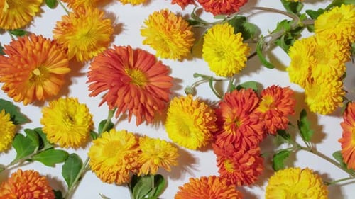 Vibrant Chrysanthemums Displayed on a Light Surface